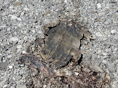 Anaxyrus americanus charlesmithi