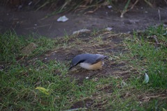 Sitta europaea
