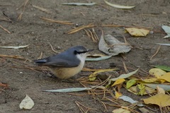 Sitta europaea