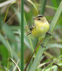 Pseudocolopteryx sclateri