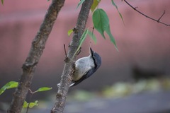 Sitta europaea