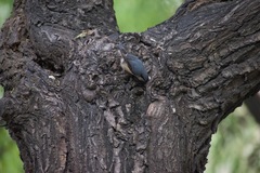 Sitta europaea