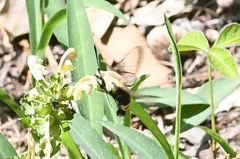 Hemaris diffinis