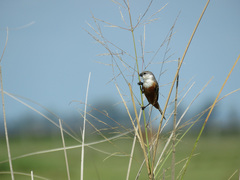 Sporophila palustris