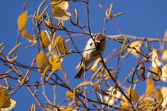 Acanthis flammea