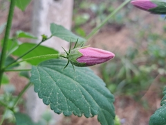 Hibiscus escobariae
