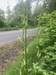 Veratrum californicum