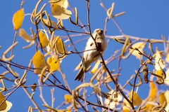 Acanthis flammea