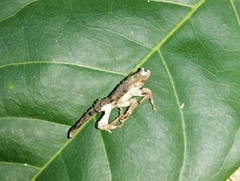 Ulocerus