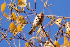 Acanthis flammea