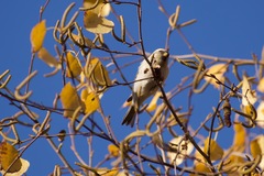 Acanthis flammea
