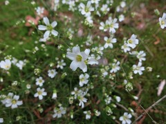 Mononeuria glabra
