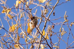 Acanthis flammea
