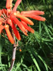 Trigona fulviventris