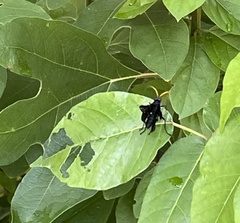 Gnamptopelta obsidianator