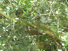 Lepidocolaptes falcinellus