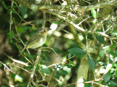 Poecilotriccus plumbeiceps