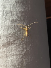 Eburia quadrimaculata