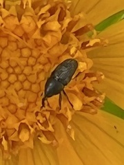 Odontocorynus salebrosus