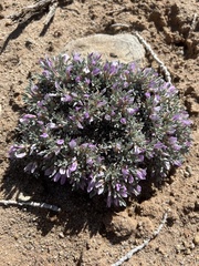 Astragalus sericoleucus