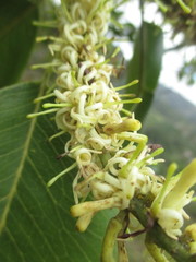 Roupala monosperma