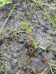 Proserpinaca pectinata