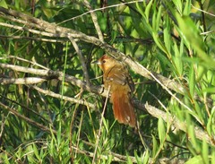 Phacellodomus ferrugineigula