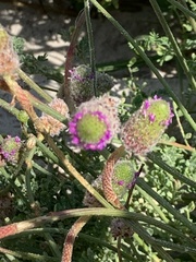 Dalea emarginata