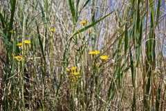 Crepis runcinata hallii