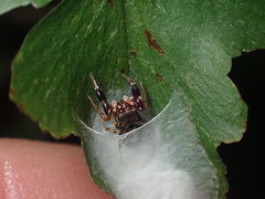 Harmochirus insulanus