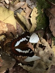Moduza procris milonia