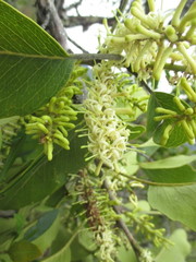 Roupala monosperma