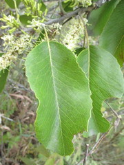 Roupala monosperma
