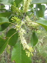 Roupala monosperma