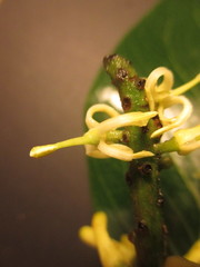 Roupala monosperma