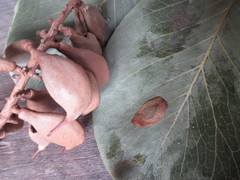 Roupala monosperma