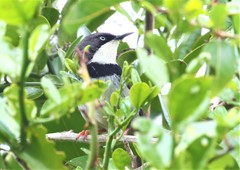 Apalis thoracica claudei
