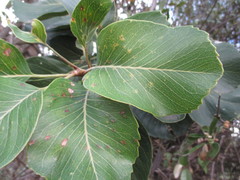 Roupala monosperma