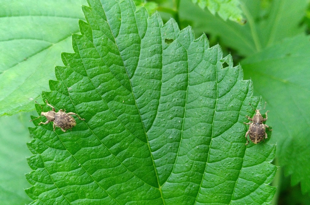 Panscopus maculosus