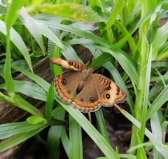 Junonia genoveva