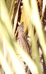 Aspidoscelis exsanguis