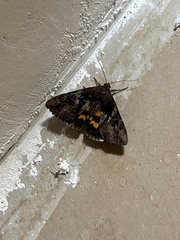 Catocala muliercula