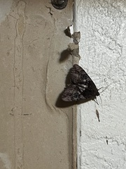 Catocala muliercula