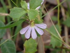 Scaevola hookeri