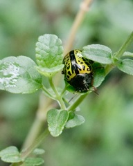 Calligrapha pantherina