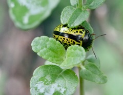 Calligrapha pantherina