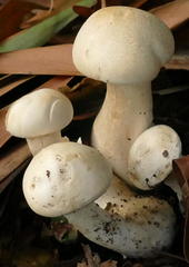 Leucopaxillus cerealis