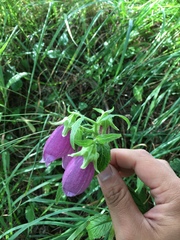 Campanula punctata hondoensis