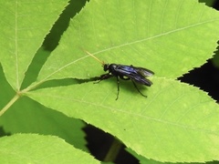 Gnamptopelta obsidianator