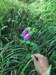 Campanula punctata hondoensis